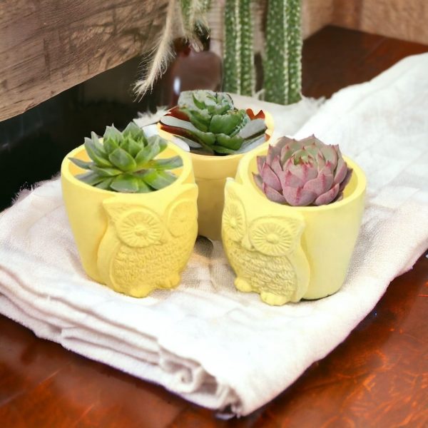 Owl Succulent Plant Flower Pot - Image 4